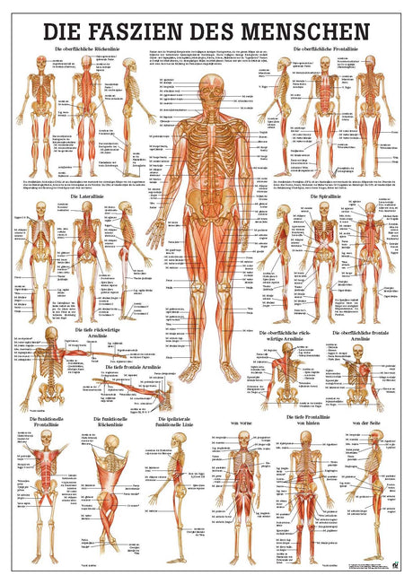 Die Faszien des Menschen (Poster 24cm x 34cm) - YOGISHOP