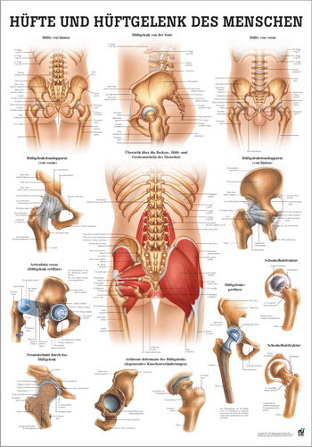 Hüfte und Hüftgelenk (Poster 24cm x 34cm) - YOGISHOP