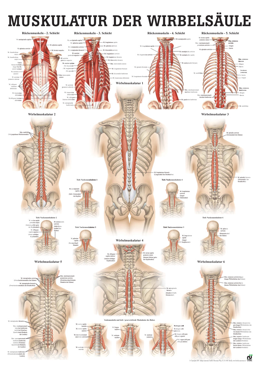 Muskulatur der Wirbelsäule - YOGISHOP