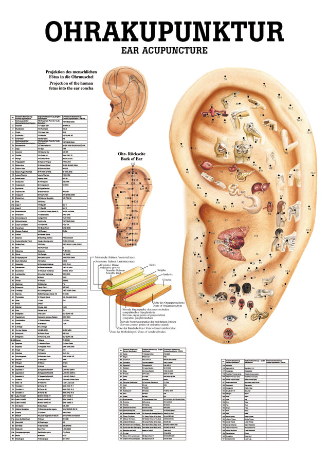 Ohrakupunktur - YOGISHOP