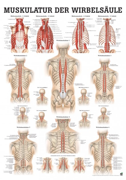 Musculature of the spine 