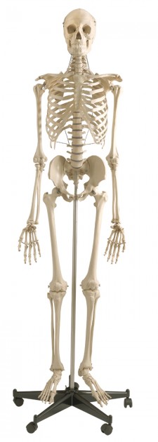 Human skeleton, flexible 