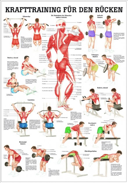 Strength training for the back (teaching board 70cm x 100cm) 