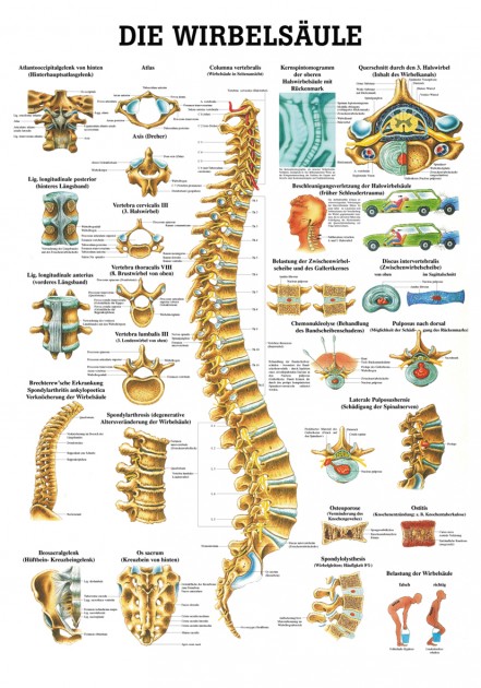 The spine Poster 24cm x 34cm